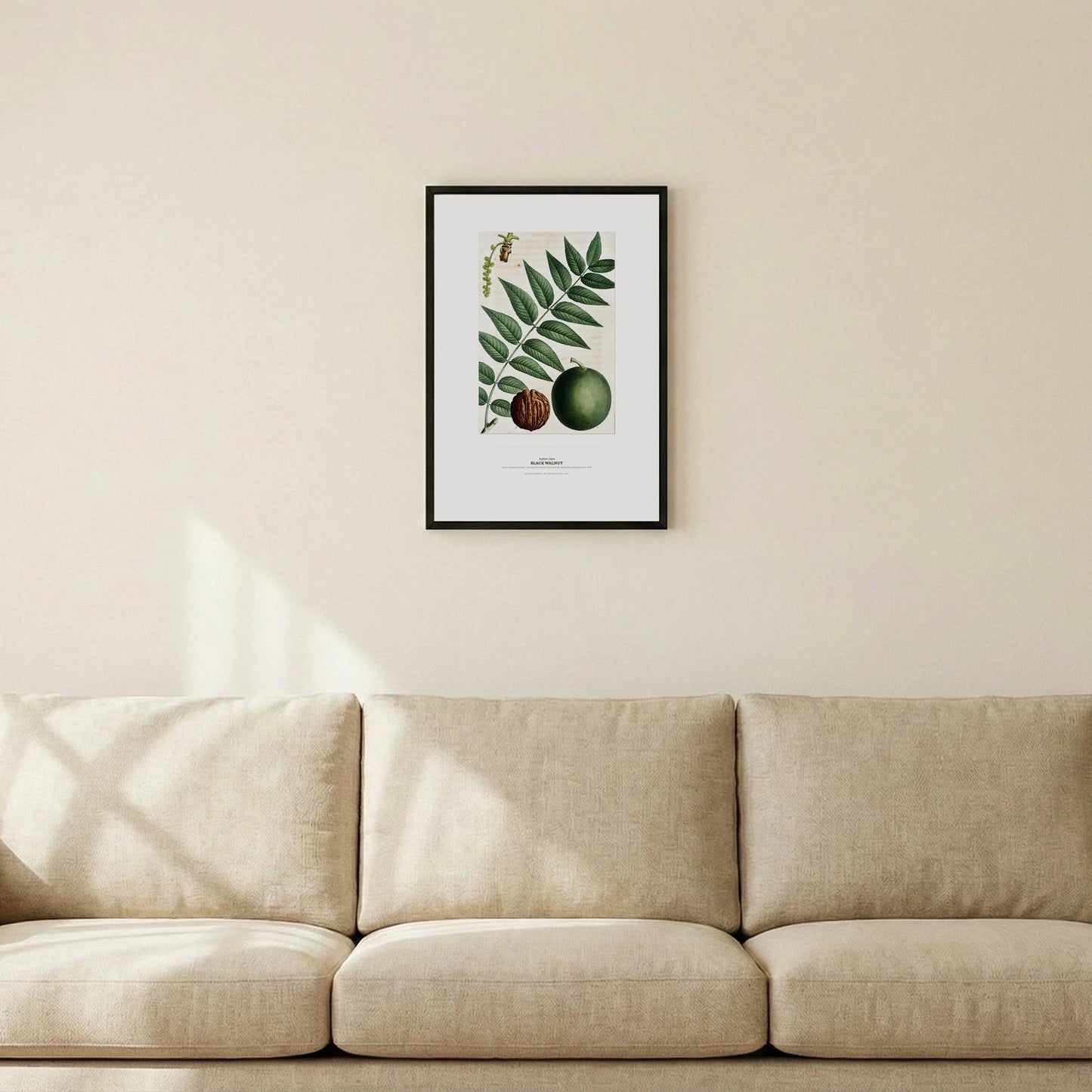 Black Walnut Botanical Art Print - Birch & Banksia