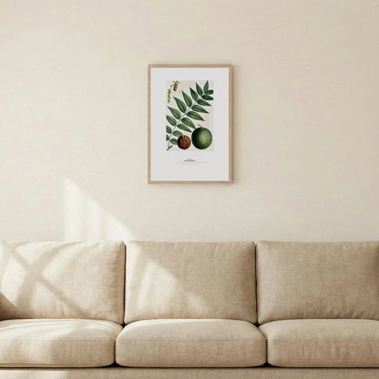 Black Walnut Botanical Art Print - Birch & Banksia