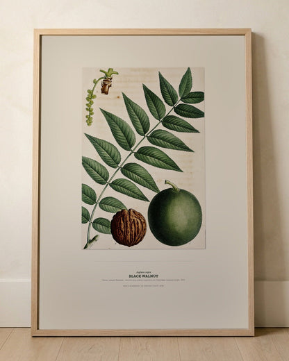 Black Walnut Botanical Art Print - Birch & Banksia