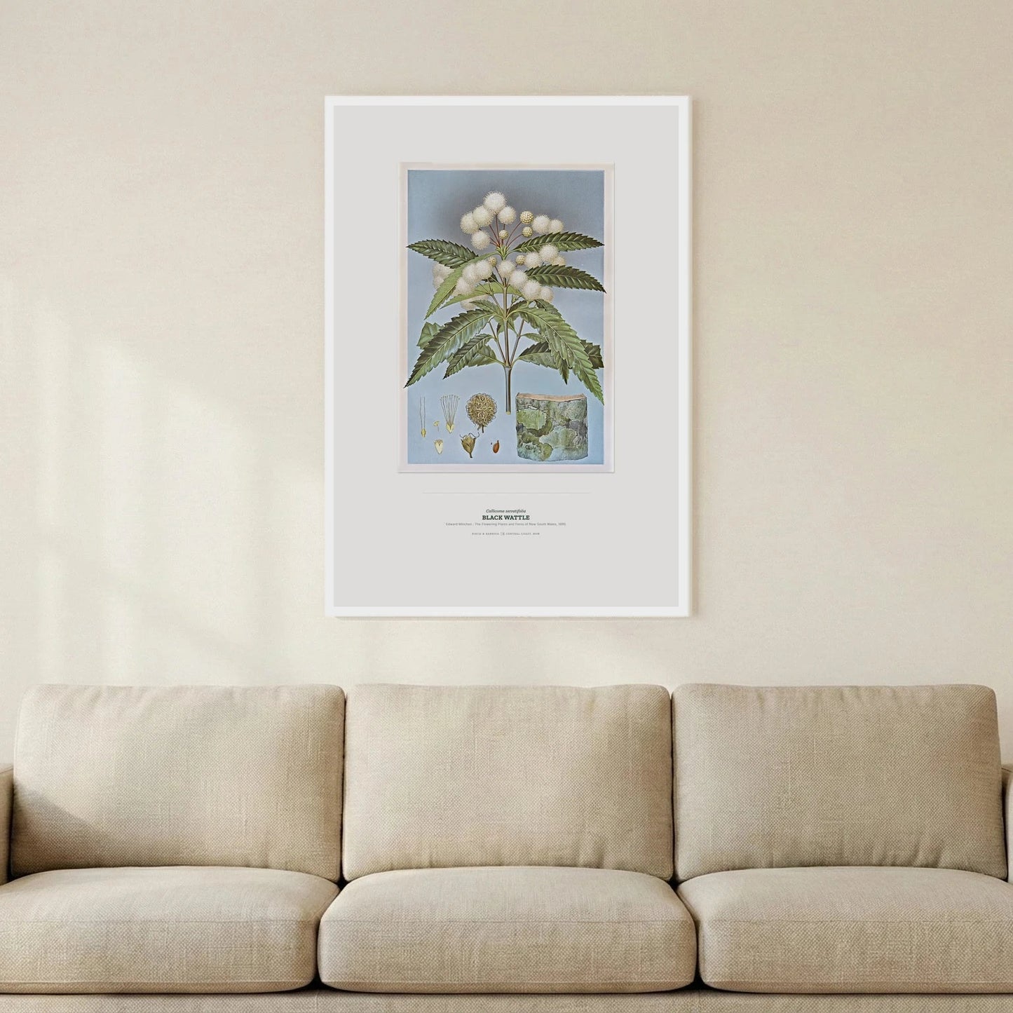 Black Wattle Botanical Art Print - Birch & Banksia