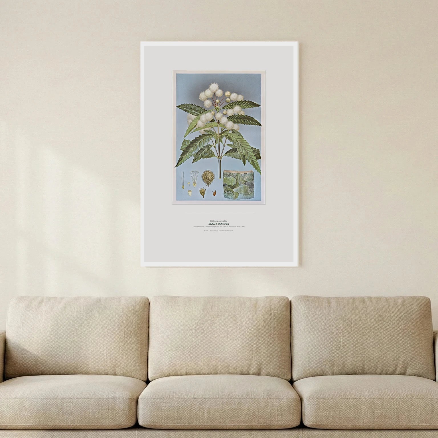 Black Wattle Botanical Art Print - Birch & Banksia