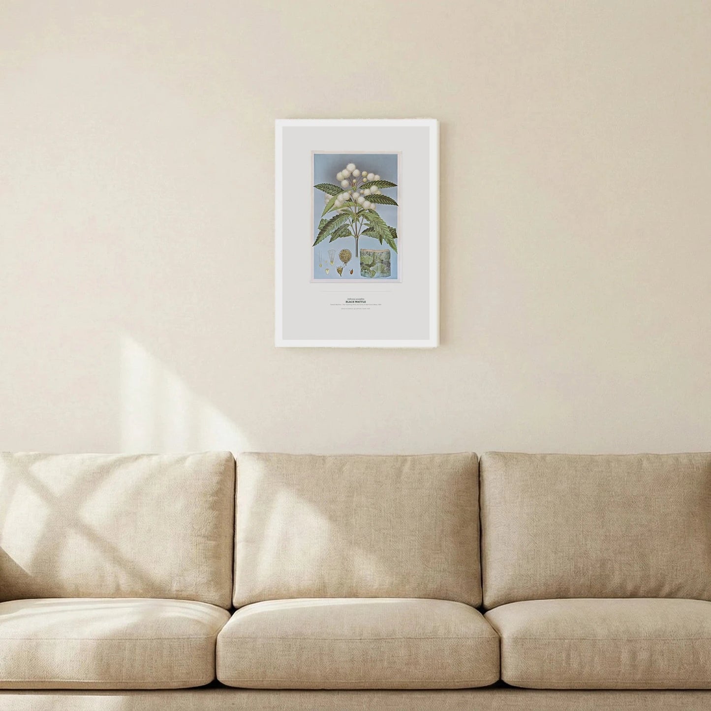 Black Wattle Botanical Art Print - Birch & Banksia