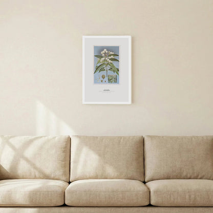 Black Wattle Botanical Art Print - Birch & Banksia