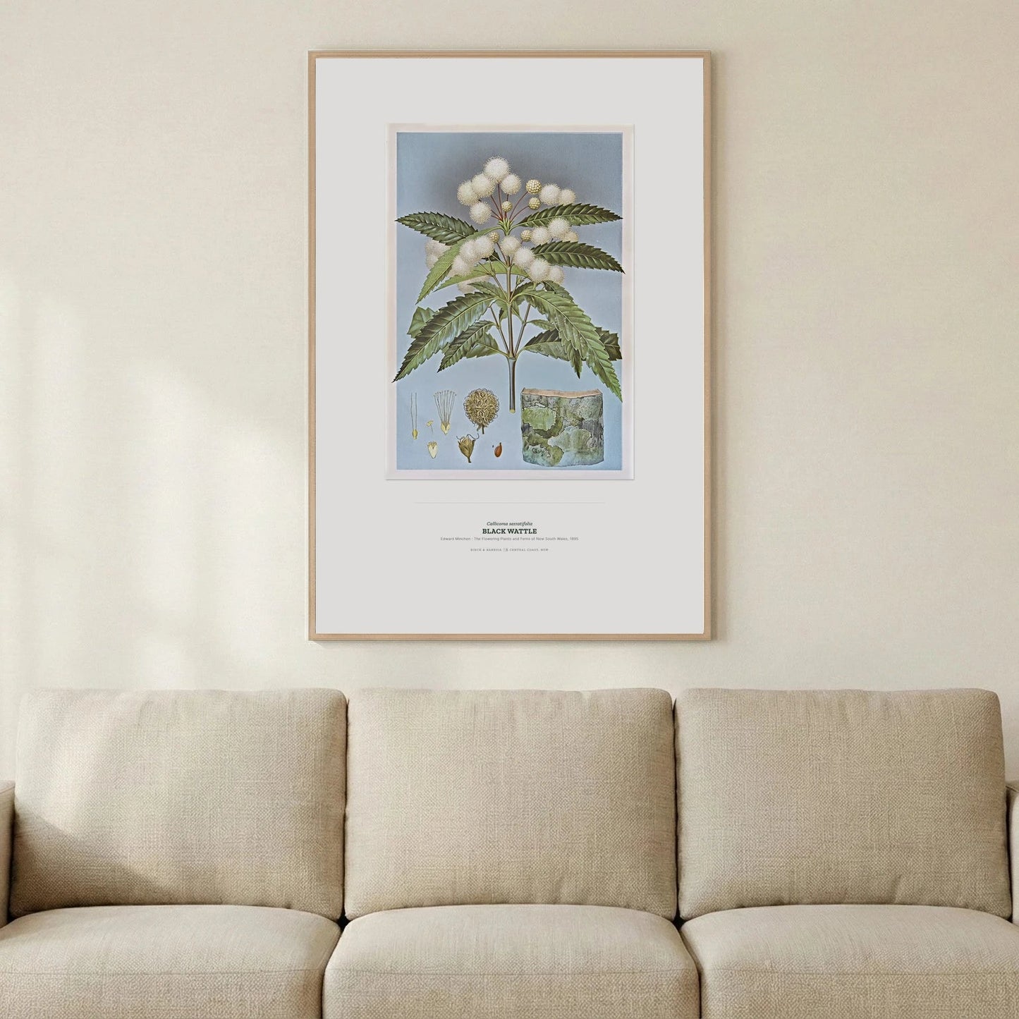 Black Wattle Botanical Art Print - Birch & Banksia