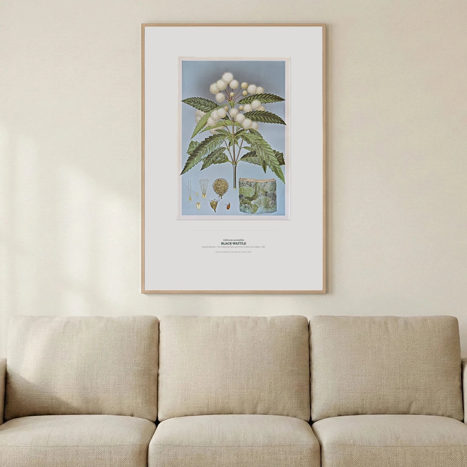 Black Wattle Botanical Art Print - Birch & Banksia