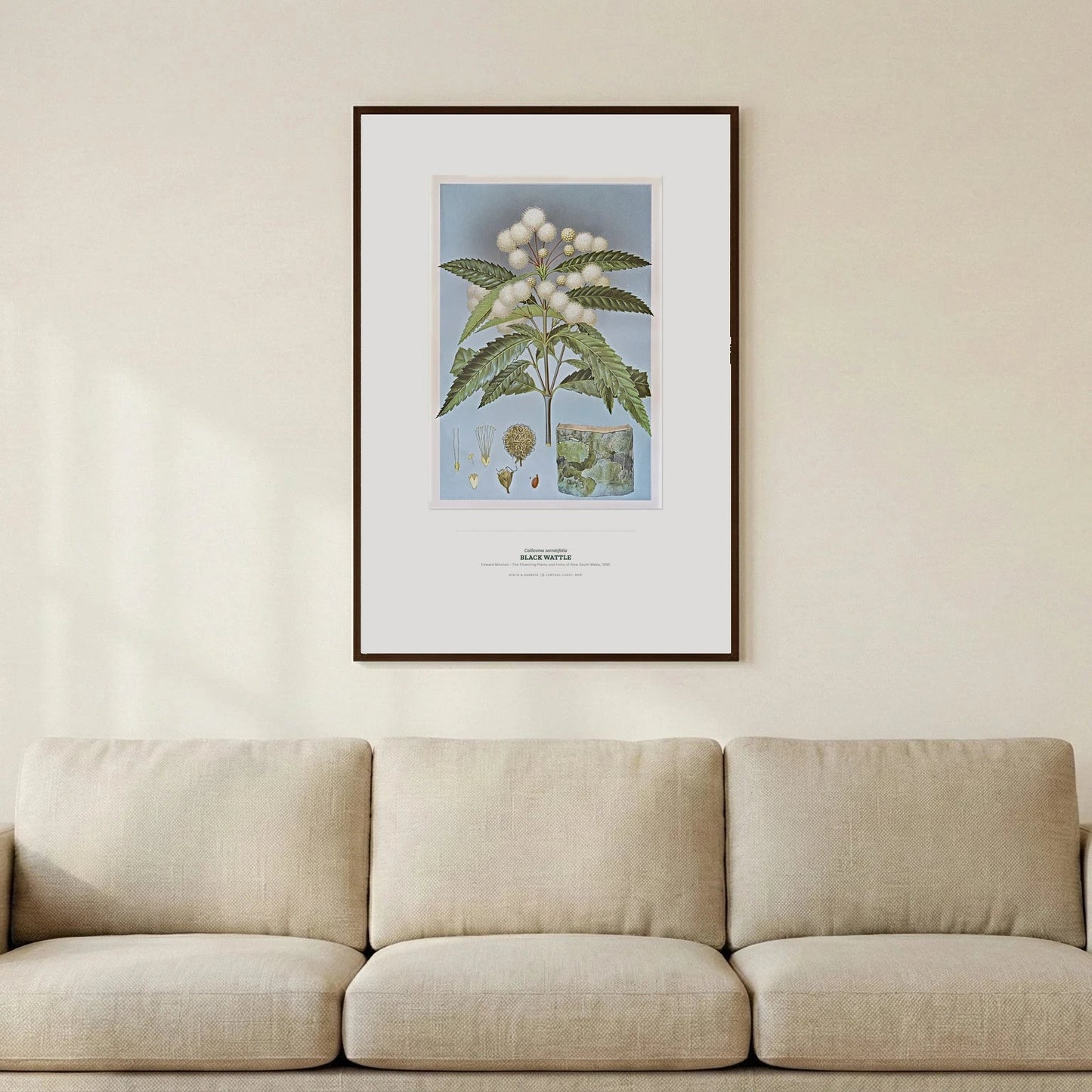 Black Wattle Botanical Art Print - Birch & Banksia