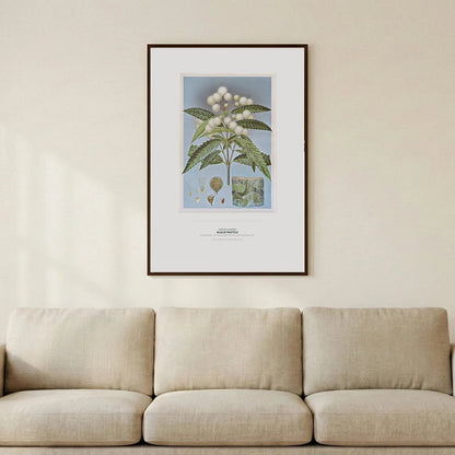 Black Wattle Botanical Art Print - Birch & Banksia