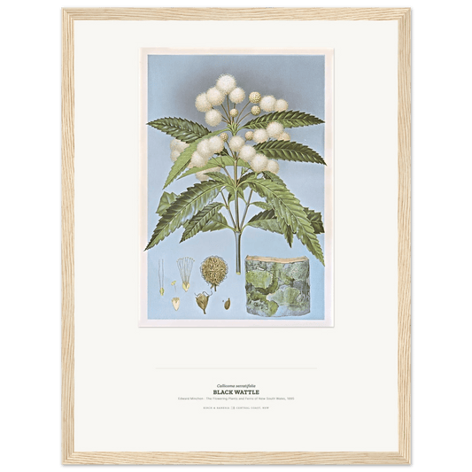 Black Wattle Botanical Art Print - Birch & Banksia