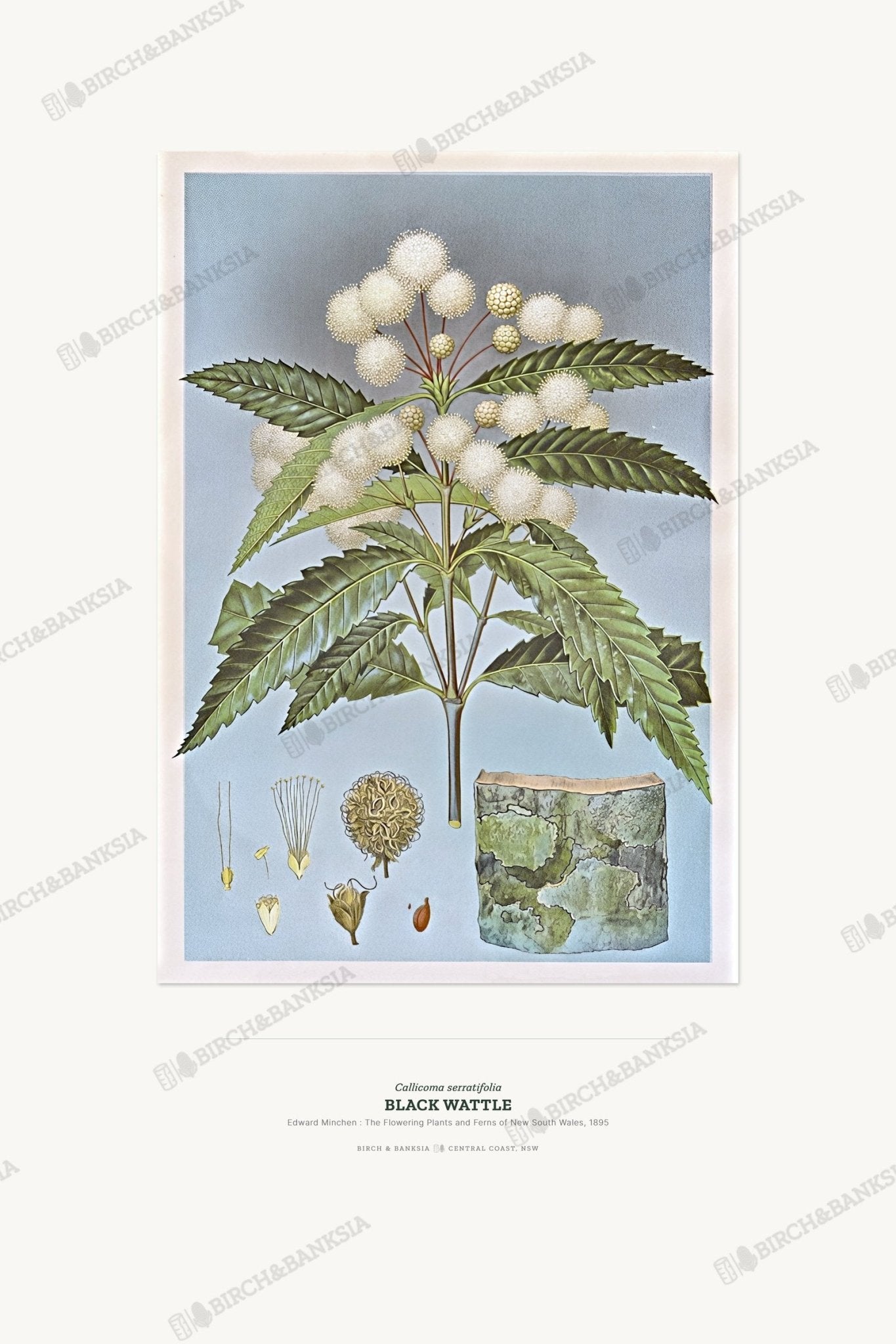 Black Wattle Botanical Art Print - Birch & Banksia