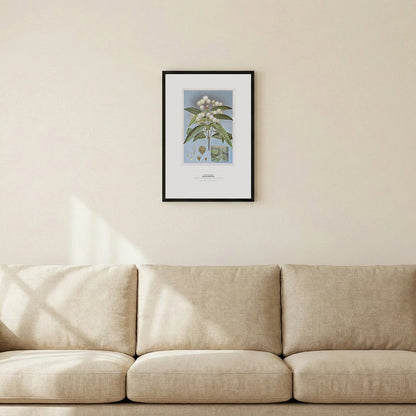 Black Wattle Botanical Art Print - Birch & Banksia