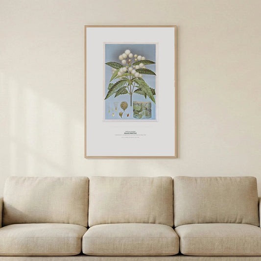 Black Wattle Botanical Art Print - Birch & Banksia