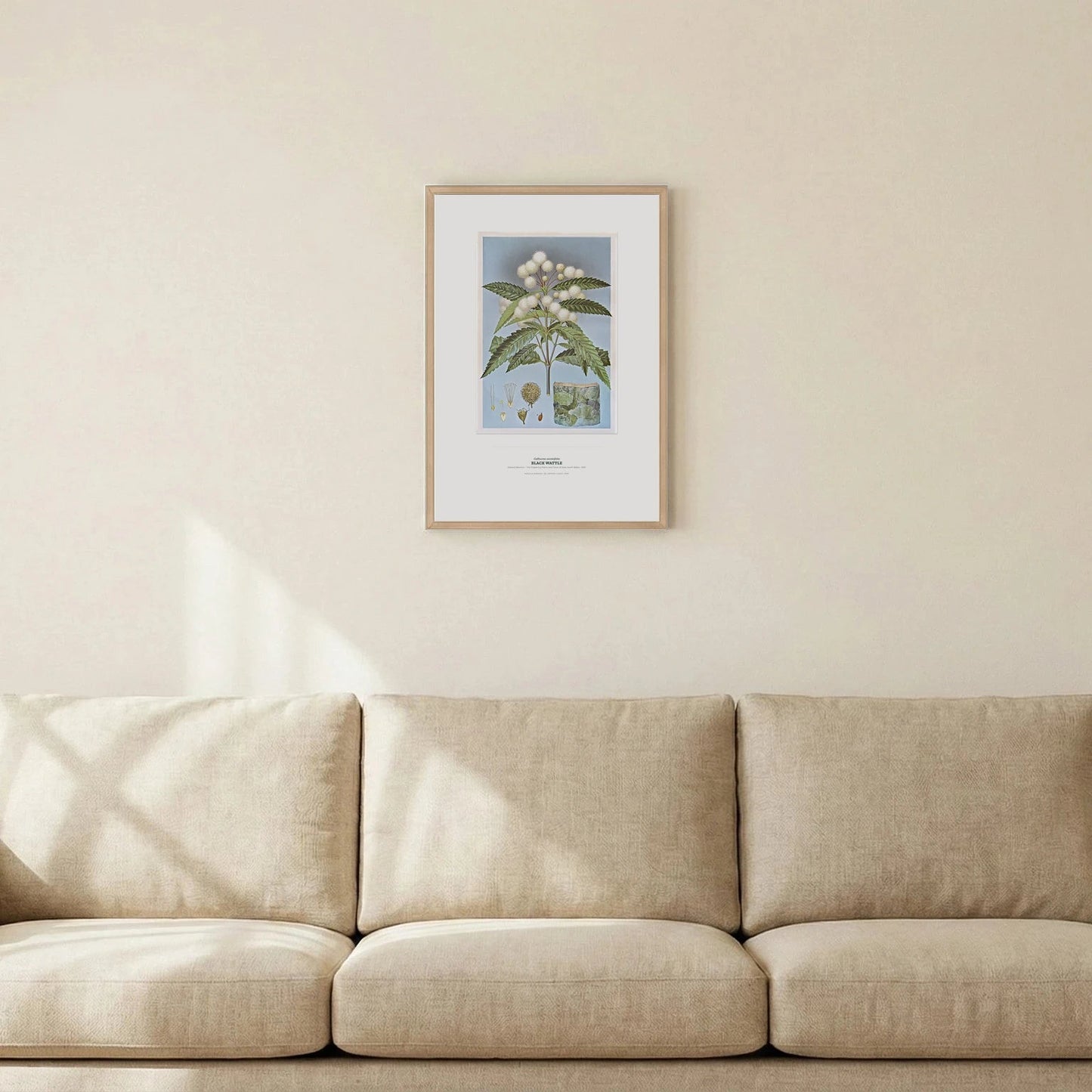 Black Wattle Botanical Art Print - Birch & Banksia