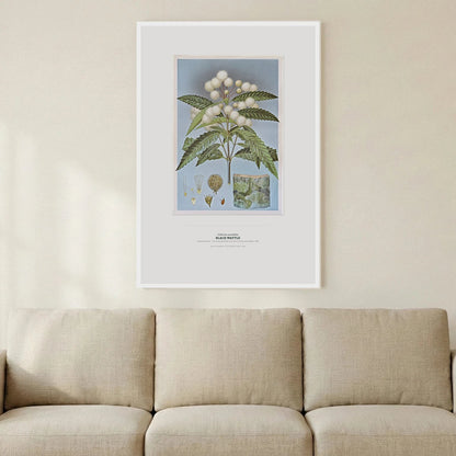Black Wattle Botanical Art Print - Birch & Banksia