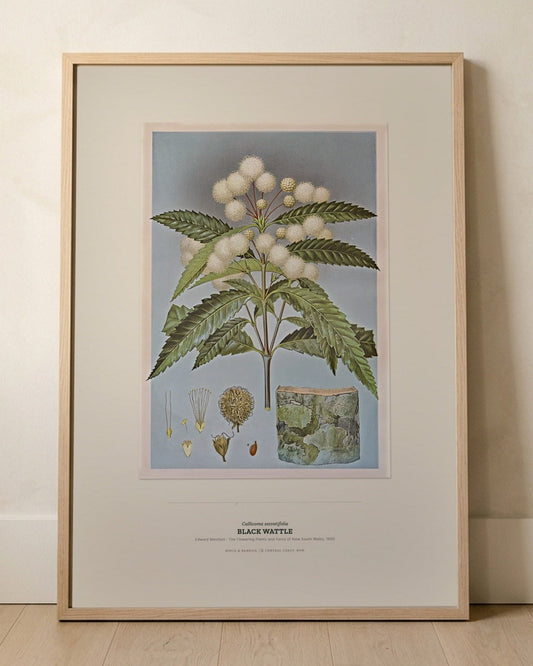 Black Wattle Botanical Art Print - Birch & Banksia