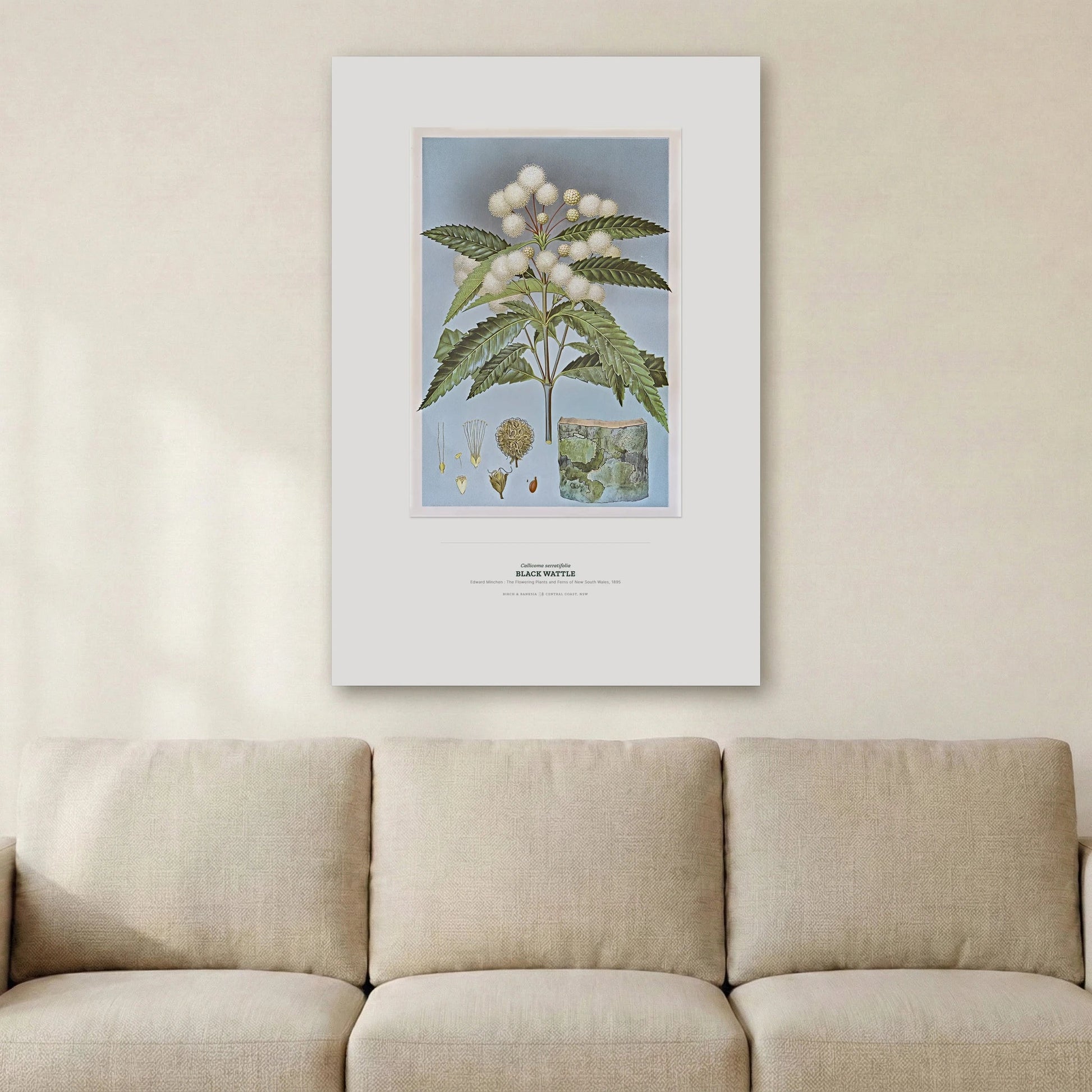 Black Wattle Botanical Art Print - Birch & Banksia