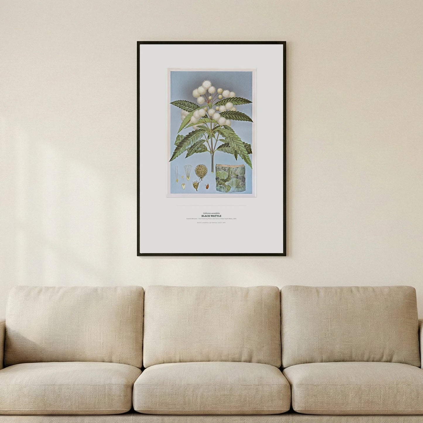 Black Wattle Botanical Art Print - Birch & Banksia