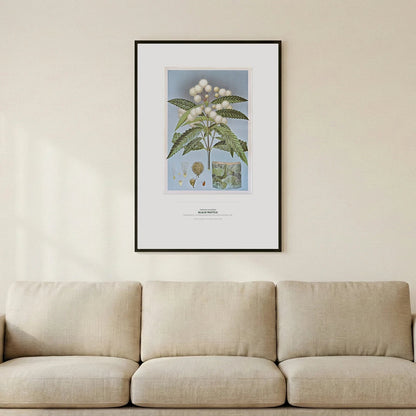 Black Wattle Botanical Art Print - Birch & Banksia