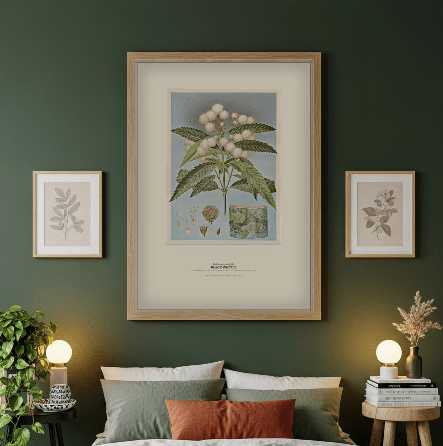 Black Wattle Botanical Art Print - Birch & Banksia