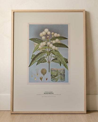 Black Wattle Botanical Art Print - Birch & Banksia