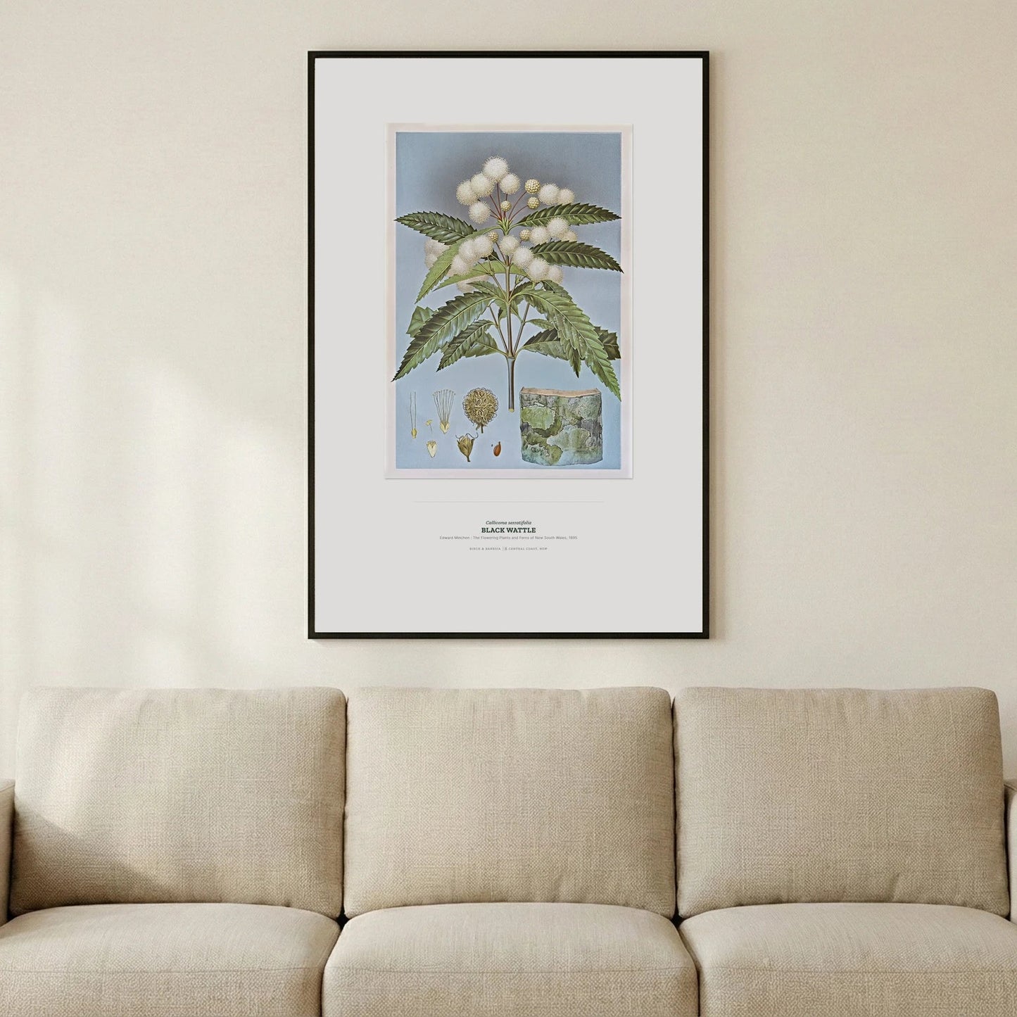 Black Wattle Botanical Art Print - Birch & Banksia