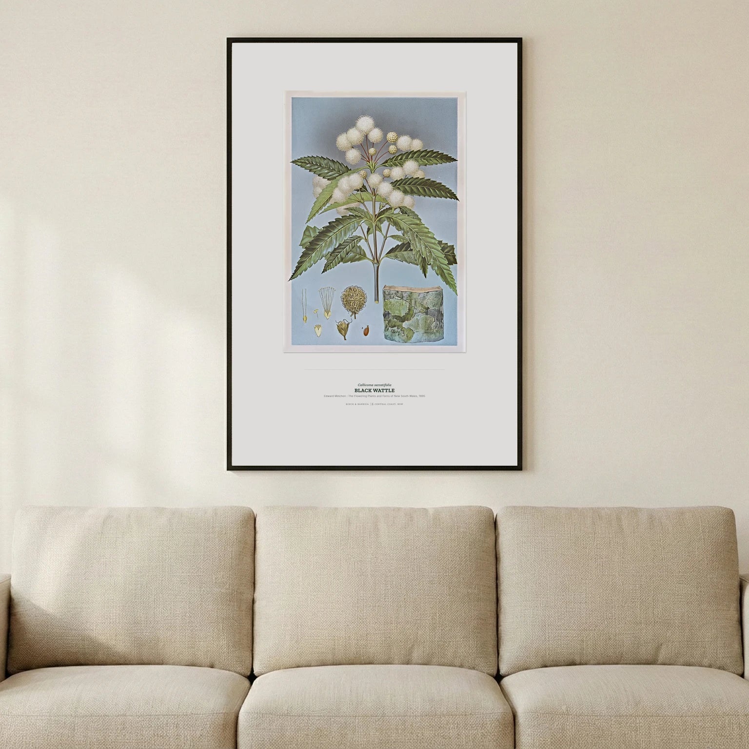 Black Wattle Botanical Art Print - Birch & Banksia