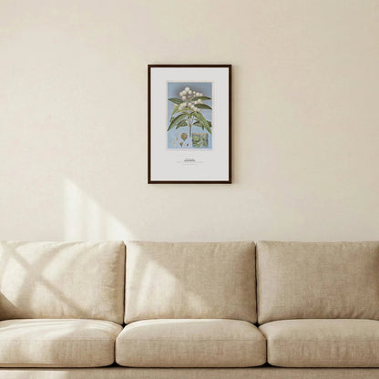 Black Wattle Botanical Art Print - Birch & Banksia