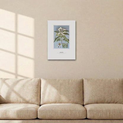 Black Wattle Botanical Art Print - Birch & Banksia