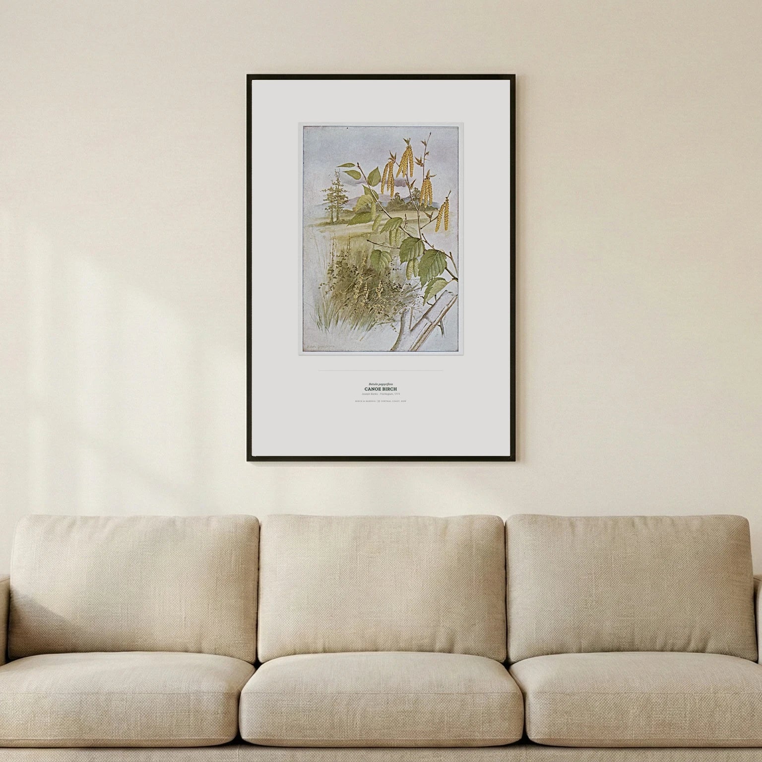 Canoe Birch Botanical Art Print - Birch & Banksia