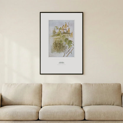 Canoe Birch Botanical Art Print - Birch & Banksia