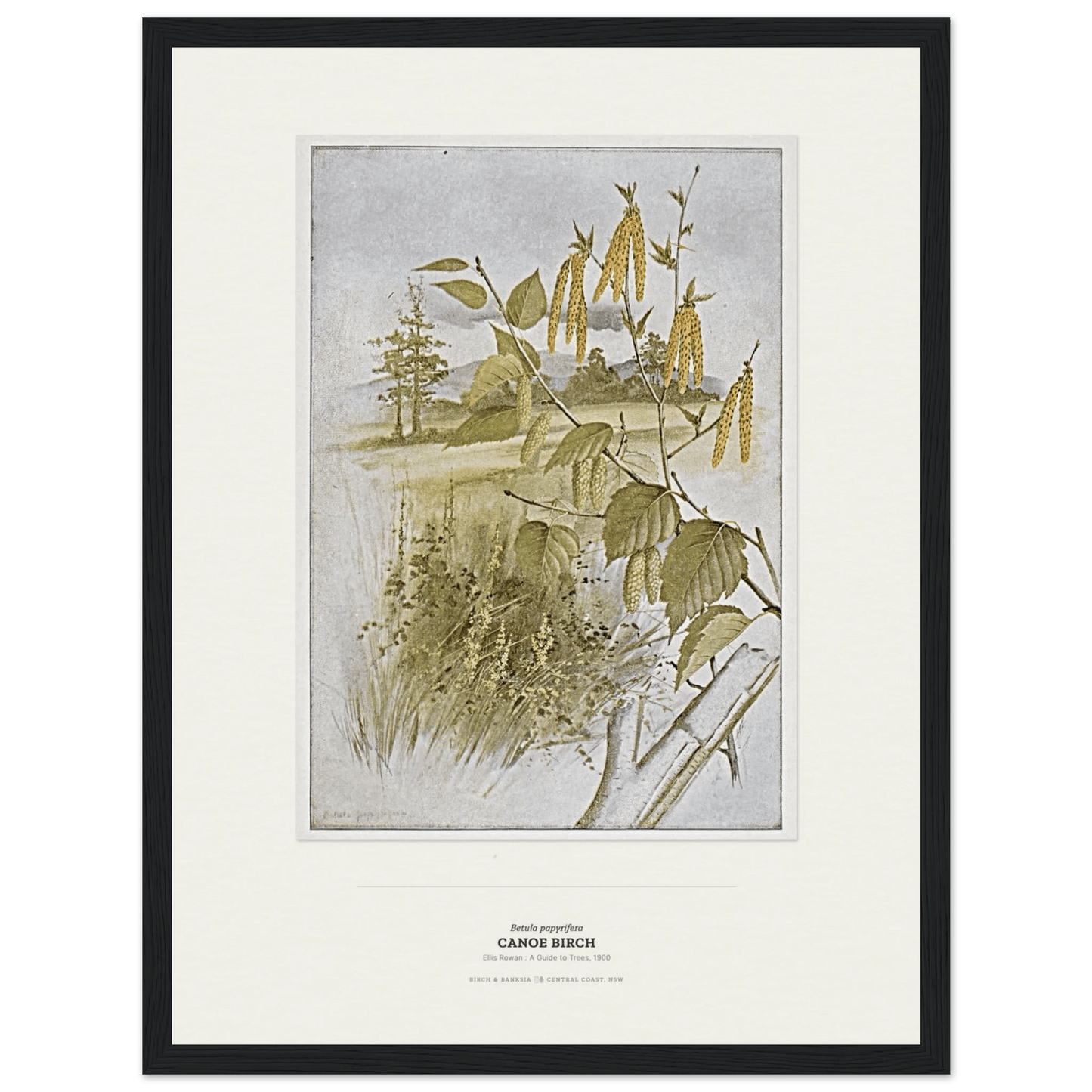 Canoe Birch Botanical Art Print - Birch & Banksia