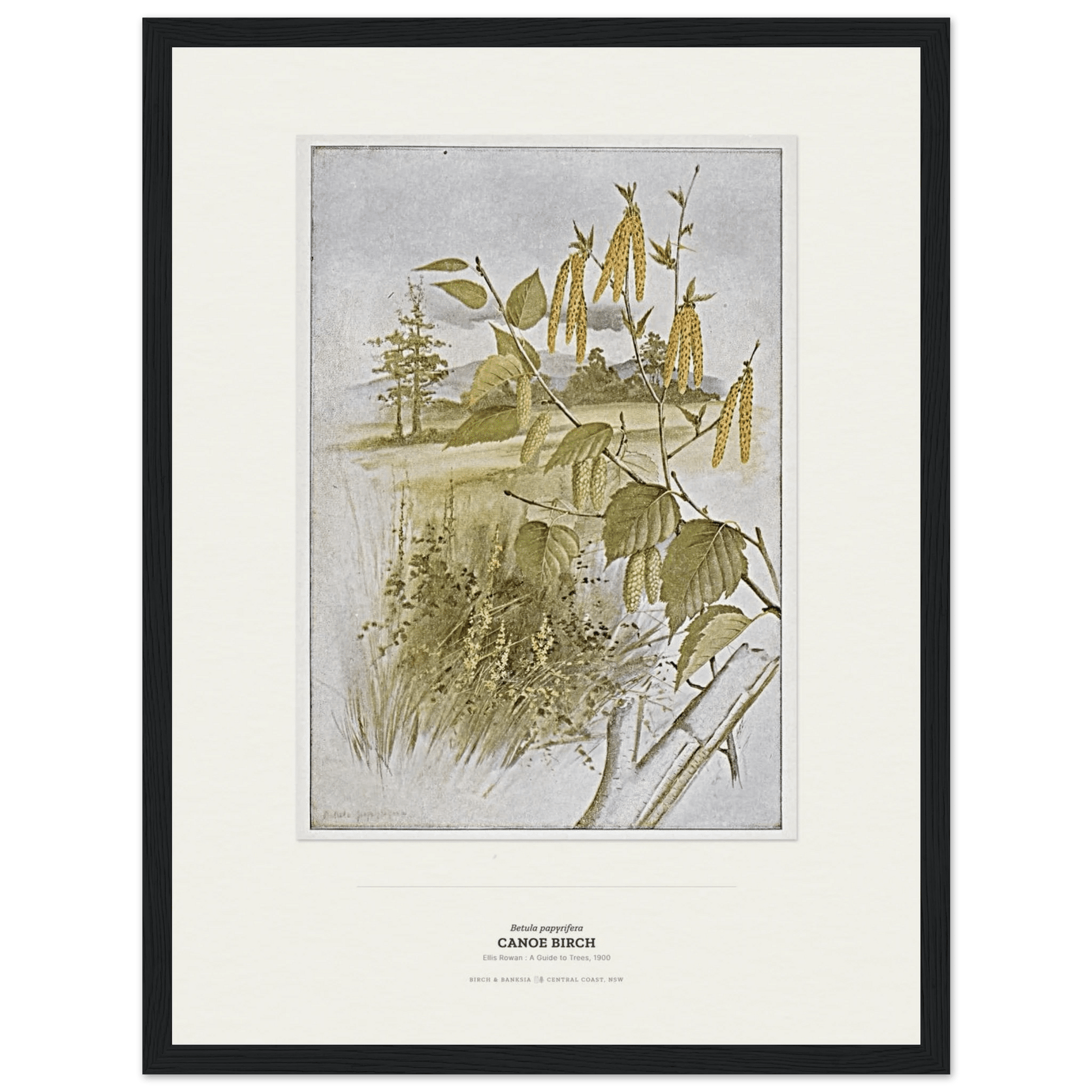 Canoe Birch Botanical Art Print - Birch & Banksia