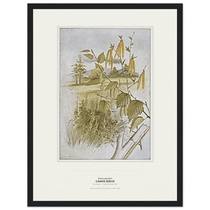 Canoe Birch Botanical Art Print - Birch & Banksia