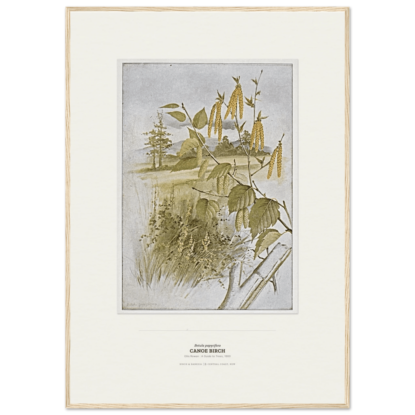 Canoe Birch Botanical Art Print - Birch & Banksia