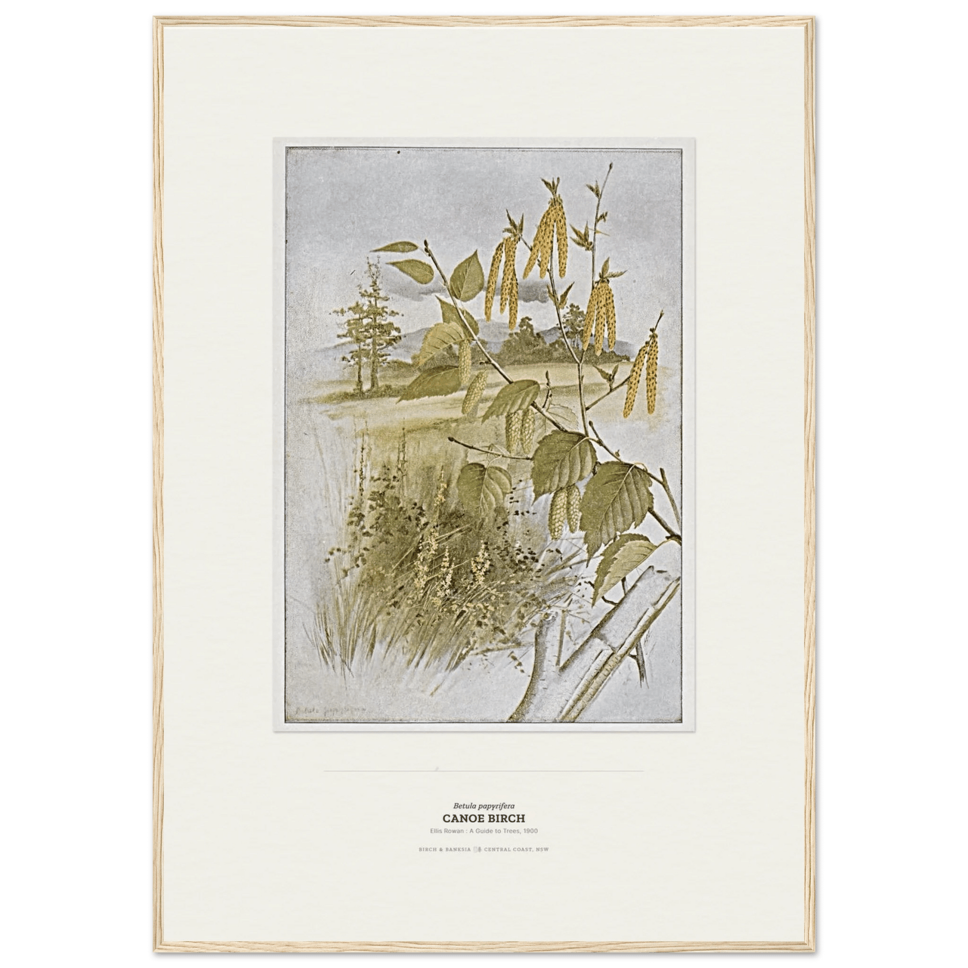 Canoe Birch Botanical Art Print - Birch & Banksia