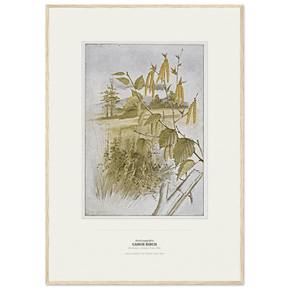 Canoe Birch Botanical Art Print - Birch & Banksia