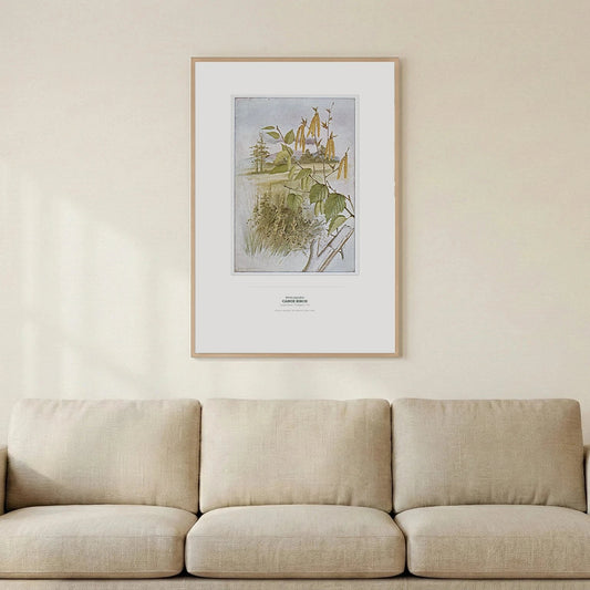Canoe Birch Botanical Art Print - Birch & Banksia