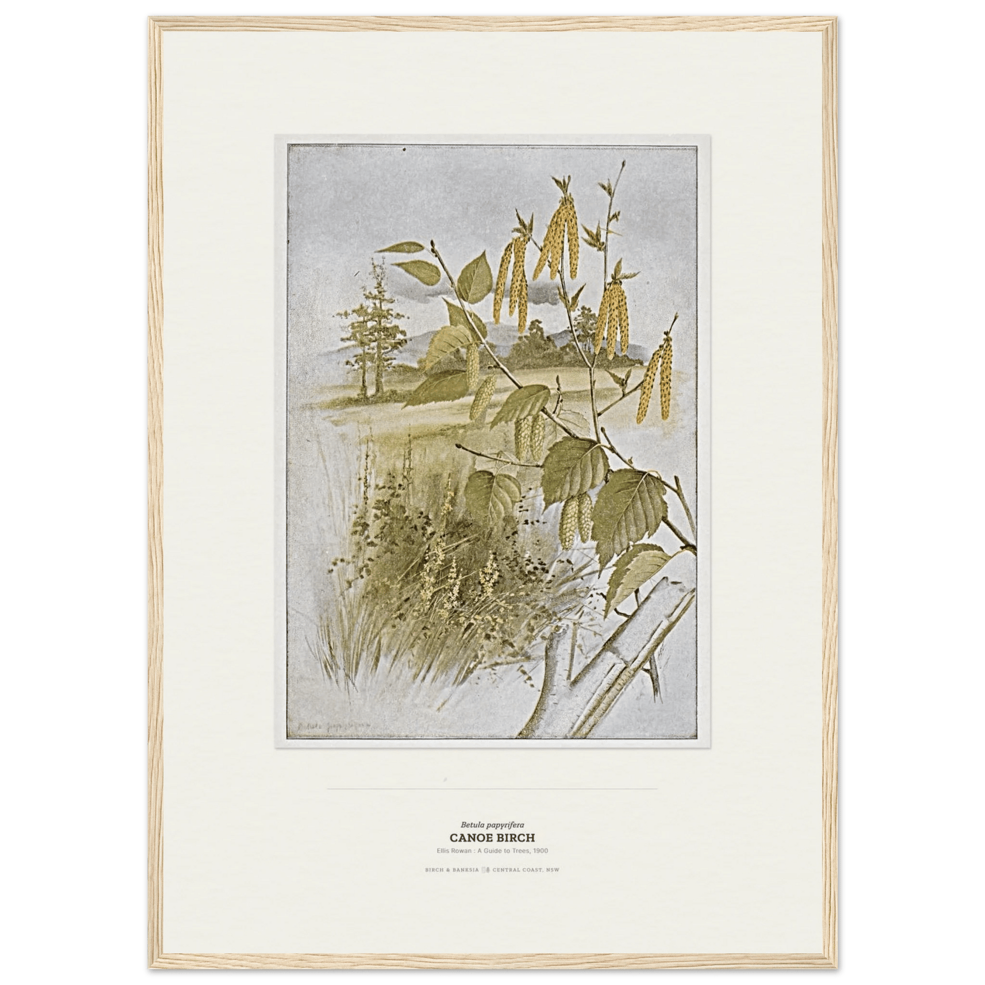 Canoe Birch Botanical Art Print - Birch & Banksia