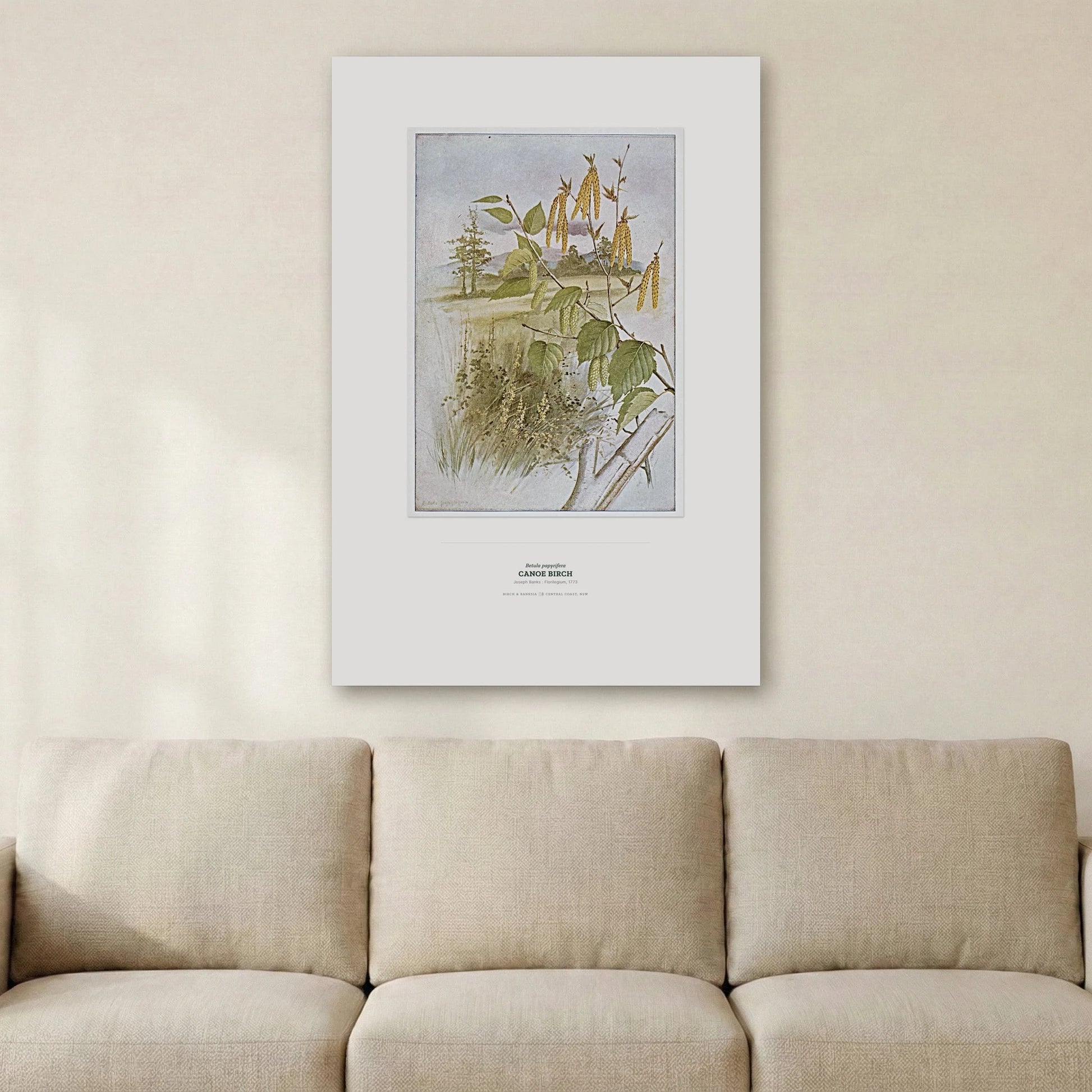 Canoe Birch Botanical Art Print - Birch & Banksia