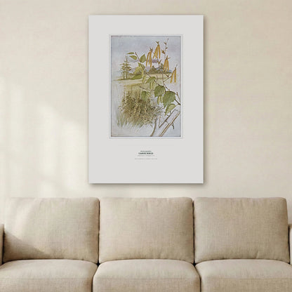 Canoe Birch Botanical Art Print - Birch & Banksia