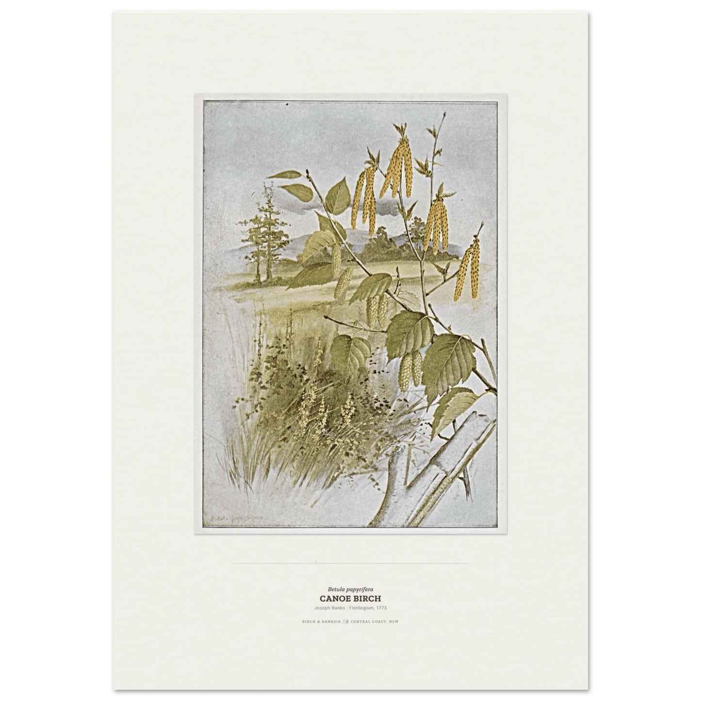 Canoe Birch Botanical Art Print - Birch & Banksia