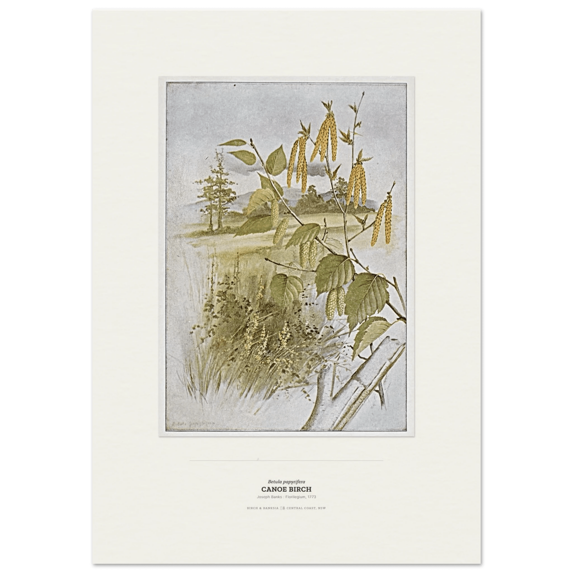 Canoe Birch Botanical Art Print - Birch & Banksia