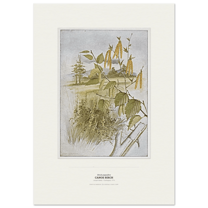 Canoe Birch Botanical Art Print - Birch & Banksia