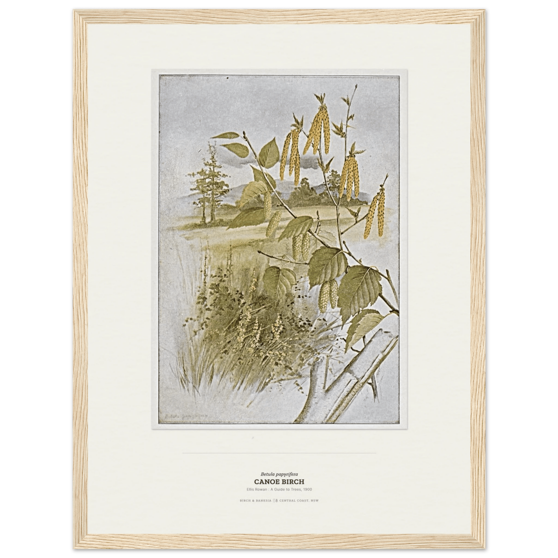Canoe Birch Botanical Art Print - Birch & Banksia