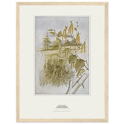 Canoe Birch Botanical Art Print - Birch & Banksia