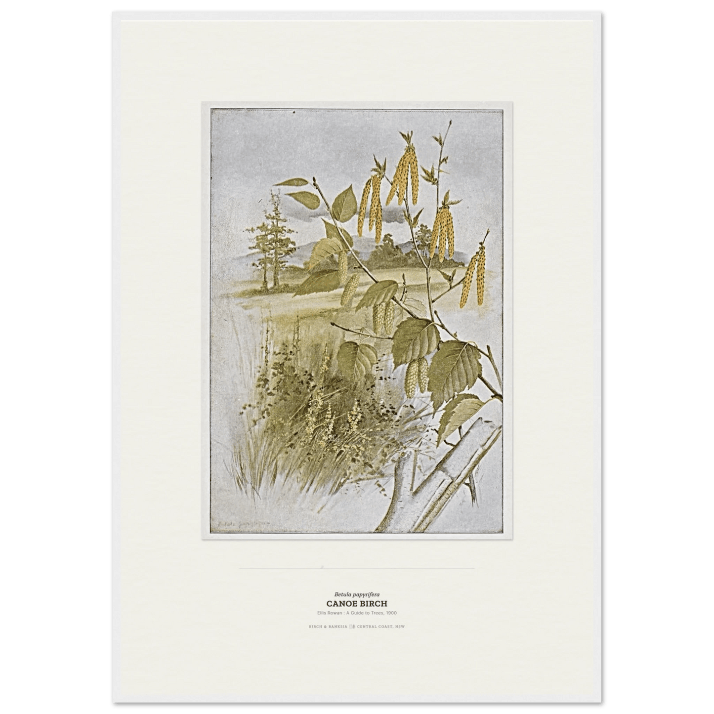 Canoe Birch Botanical Art Print - Birch & Banksia