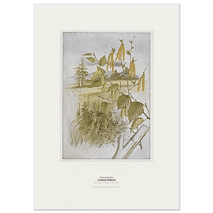 Canoe Birch Botanical Art Print - Birch & Banksia