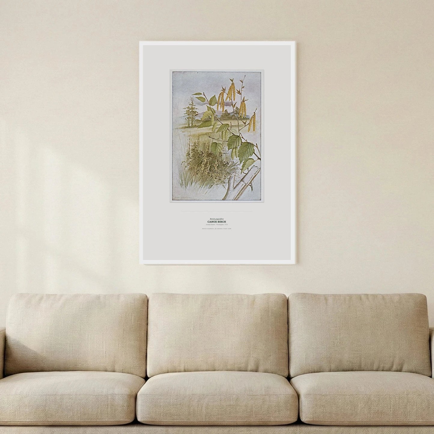 Canoe Birch Botanical Art Print - Birch & Banksia