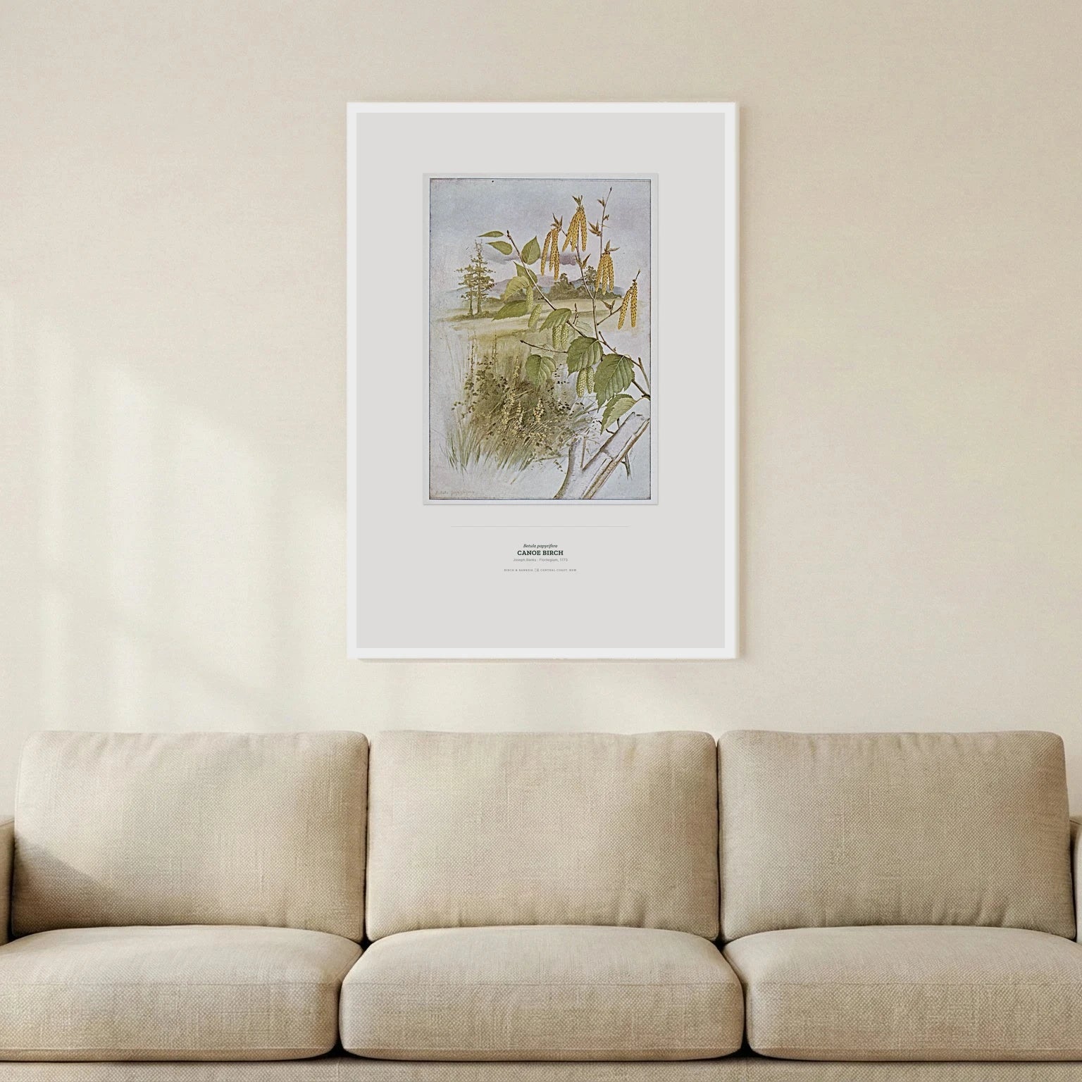 Canoe Birch Botanical Art Print - Birch & Banksia