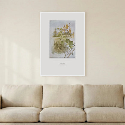 Canoe Birch Botanical Art Print - Birch & Banksia