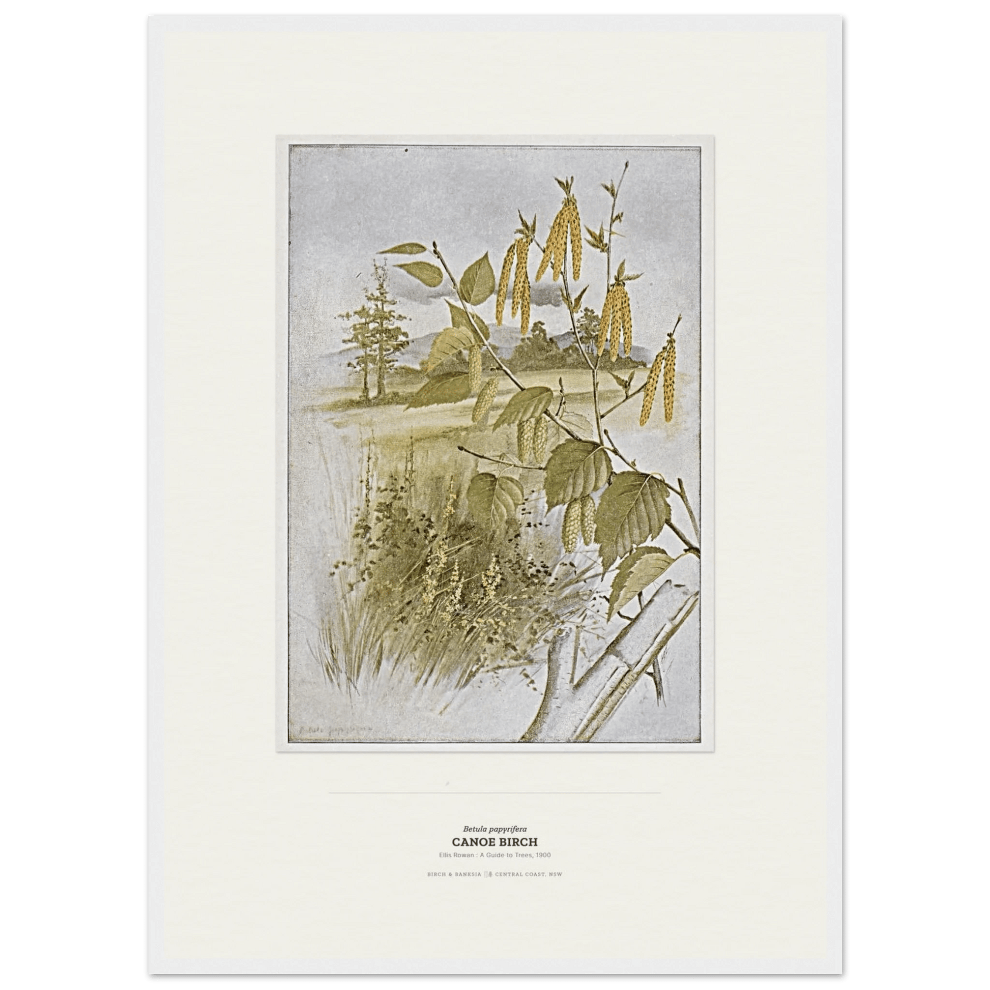 Canoe Birch Botanical Art Print - Birch & Banksia